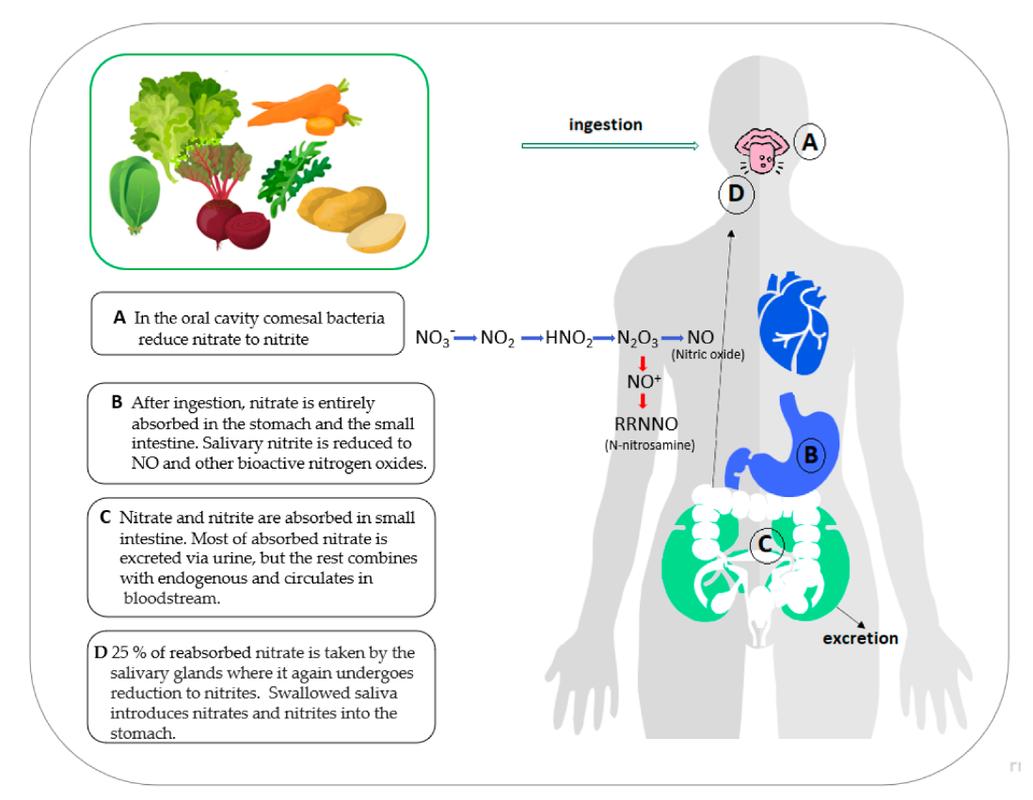 隔夜菜亚硝酸盐曲线（过夜菜亚硝酸盐）
