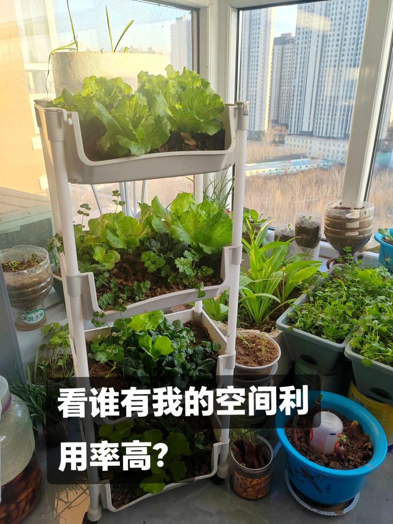 阳台菜园轮作（阳台小菜园自己制作）