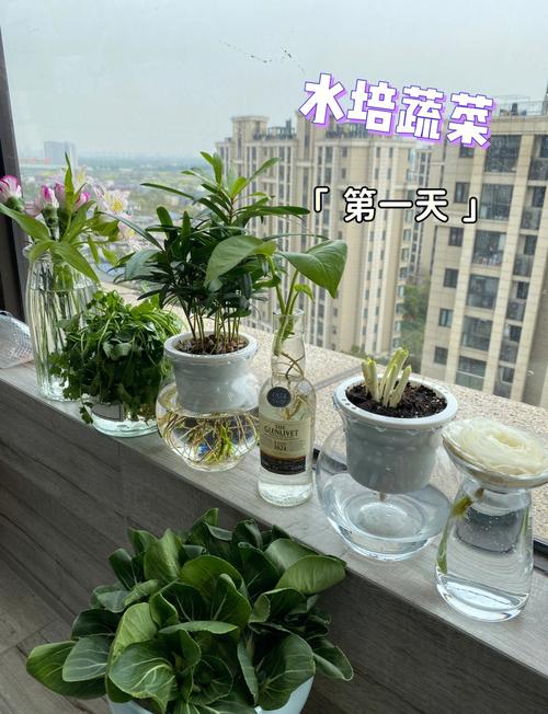 阳台种菜全攻略（阳台种菜方法视频大全集）