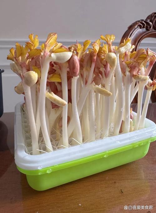 发芽食物毒性临界（发芽后有毒的蔬菜）