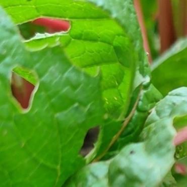 发芽食物毒性临界（发芽后有毒的蔬菜）