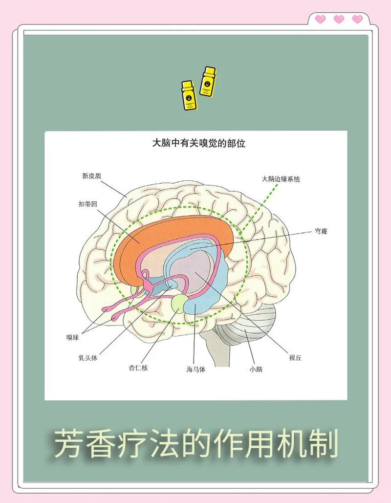 嗅觉记忆机制（嗅觉记忆时间有多长）