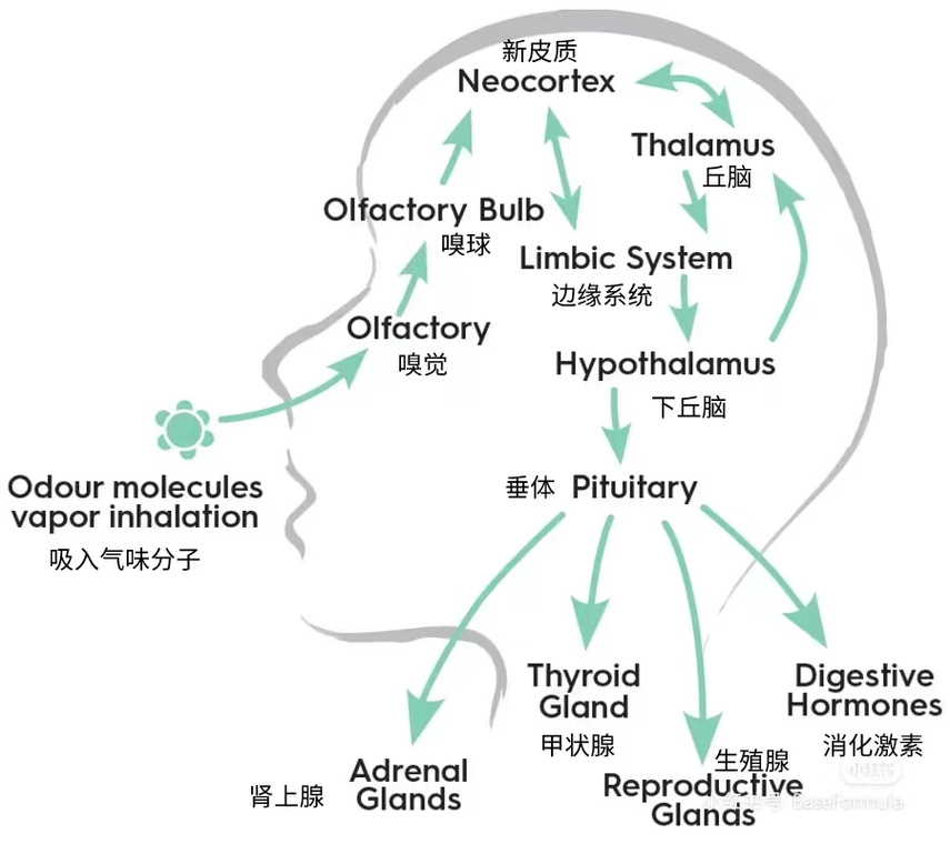 嗅觉记忆机制（嗅觉记忆时间有多长）