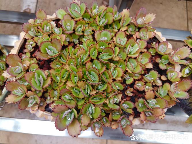 绿植杀手自救（绿植杀手最后的倔强）