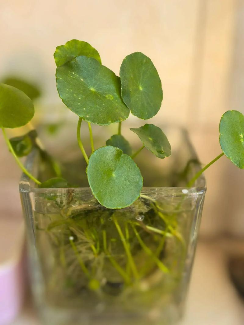 绿植杀手自救（绿植杀手最后的倔强）