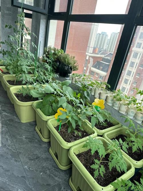 阳台菜园轮作模型（阳台菜园轮作模型怎么做）