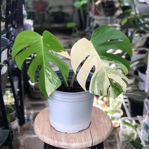 绿植杀手（植物杀手养啥花能活）