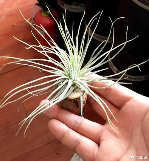 绿植杀手（植物杀手养啥花能活）