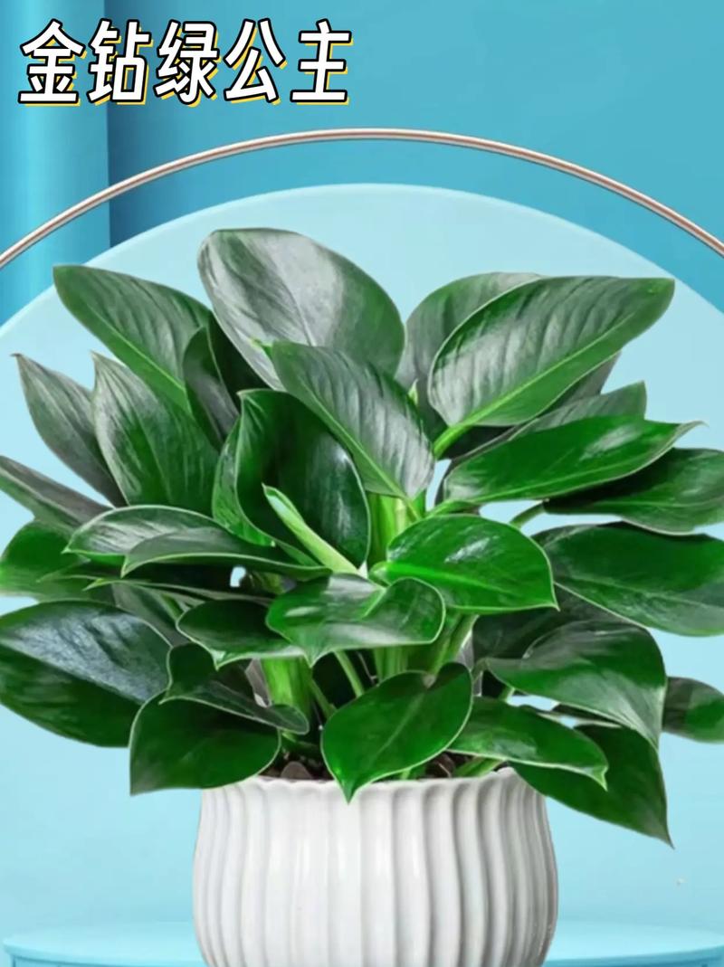 空气净化植物（净化空气的花卉植物）