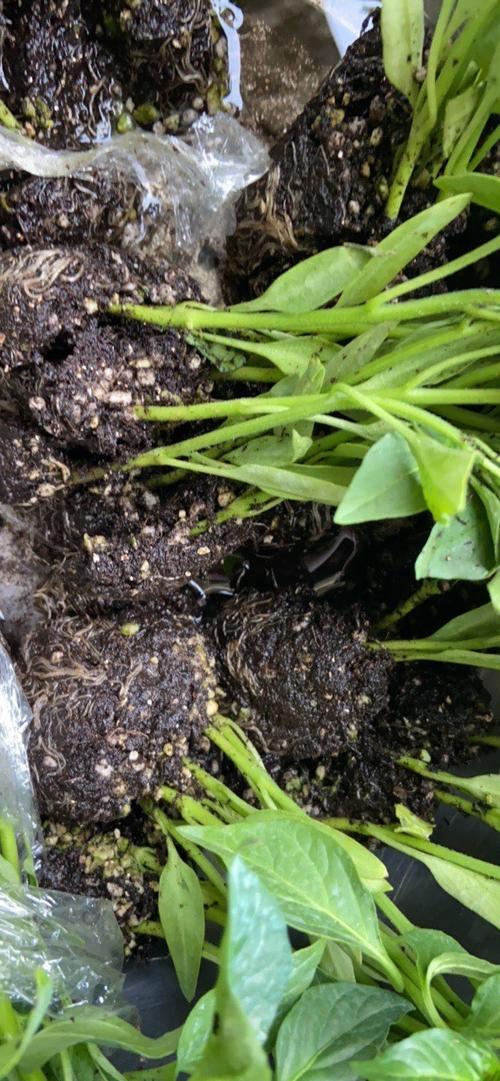 盆栽土壤配比(盆栽植物土壤配比)