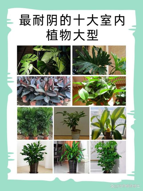 耐阴植物榜单（耐阴植物的特点是什么）