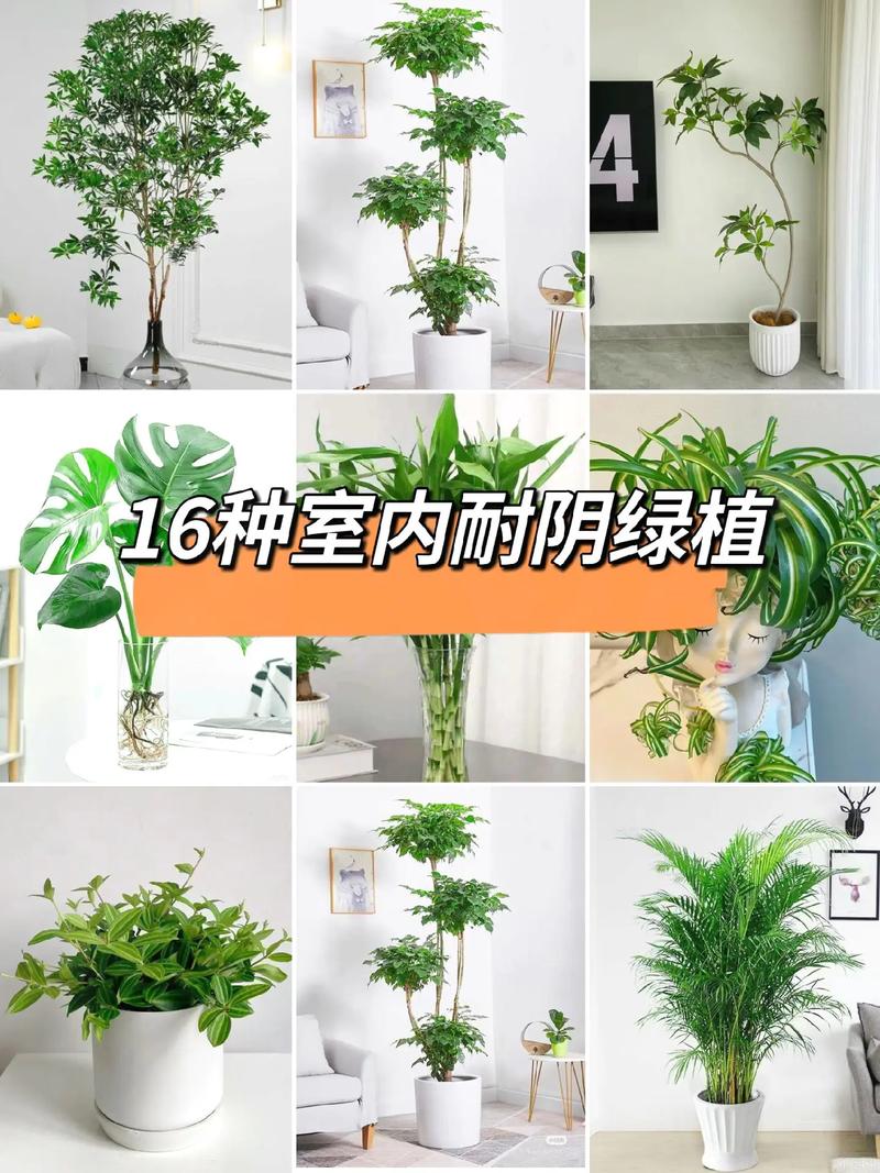 耐阴植物榜单（耐阴植物的特点是什么）