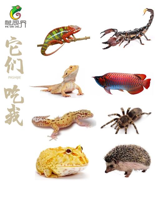 常见爬行动物特征与习性（爬行动物有哪些主要特征）