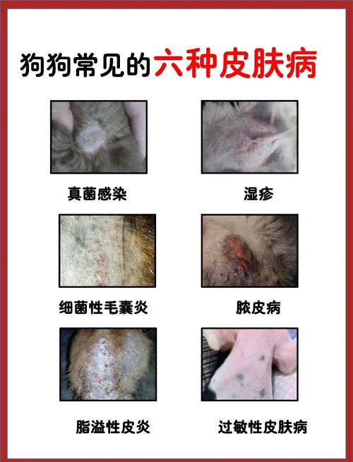 宠物常见疾病症状与处理(宠物常见疾病症状与处理方法)