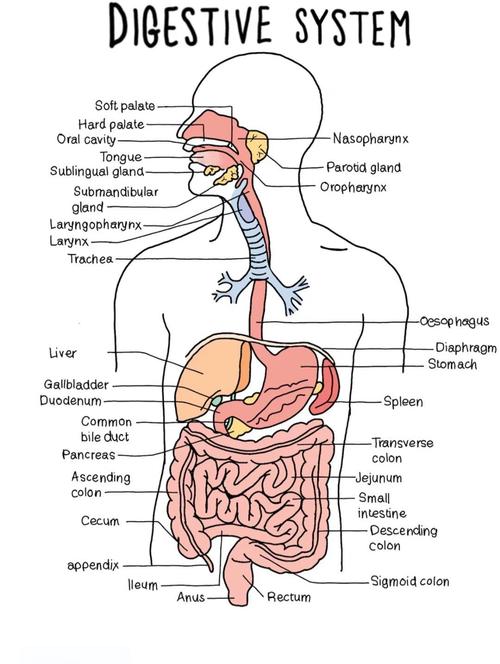 人体消化系统工作原理(人体消化系统工作原理图)