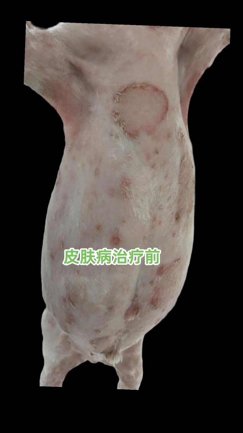 常见细菌性皮肤病治疗（细菌性皮肤病的治疗）